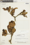 Gaiadendron punctatum (Ruíz & Pav.) G. Don, COLOMBIA, F