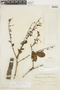 Gaiadendron punctatum (Ruíz & Pav.) G. Don, BOLIVIA, F