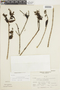 Gaiadendron punctatum (Ruíz & Pav.) G. Don, PERU, F