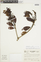 Gaiadendron punctatum (Ruíz & Pav.) G. Don, COLOMBIA, F