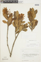 Gaiadendron punctatum (Ruíz & Pav.) G. Don, BOLIVIA, F