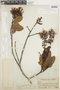 Gaiadendron punctatum (Ruíz & Pav.) G. Don, PERU, F