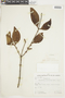 Phoradendron crassifolium (Pohl ex DC.) Eichler, BRAZIL, F