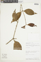 Phoradendron crassifolium (Pohl ex DC.) Eichler, PERU, F