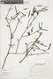 Phoradendron liga (Gillies ex Hook. & Arn.) Eichler, ARGENTINA, F