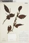 Phoradendron piperoides (Kunth) Trel., PERU, F