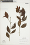 Phoradendron piperoides (Kunth) Trel., PERU, F