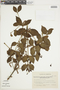 Phoradendron piperoides (Kunth) Trel., ARGENTINA, F