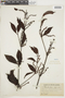 Phoradendron piperoides (Kunth) Trel., BRITISH GUIANA [Guyana], F