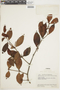 Phoradendron piperoides (Kunth) Trel., VENEZUELA, F