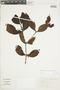 Phoradendron piperoides (Kunth) Trel., BRAZIL, F