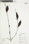 Phoradendron piperoides (Kunth) Trel., GUYANA, F