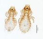 28666 Strigiphilus acadicus PT v IN