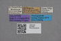 2819098 Falagria semipunctata HT labels IN