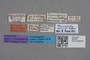 2819101 Plesiosipalia arrowi ST labels IN