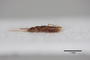 2819101 Plesiosipalia arrowi ST p IN