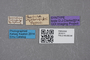2819111 Thectura mjobergi ST labels IN