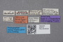2819114 Brachida minuta ST labels IN