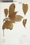 Buchenavia macrophylla Eichler, PERU, F
