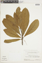 Buchenavia macrophylla Eichler, BRAZIL, F