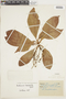 Buchenavia macrophylla Eichler, BRAZIL, F