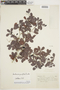 Buchenavia parvifolia subsp. parvifolia, BRAZIL, F
