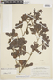 Buchenavia parvifolia subsp. parvifolia, VENEZUELA, F
