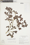 Buchenavia parvifolia subsp. parvifolia, BRAZIL, F