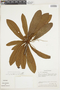 Buchenavia reticulata Eichler, BRAZIL, F