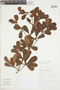 Buchenavia tetraphylla (Aubl.) R. A. Howard, FRENCH GUIANA, F