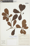 Buchenavia tetraphylla (Aubl.) R. A. Howard, BRAZIL, F