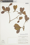 Buchenavia tetraphylla (Aubl.) R. A. Howard, BRAZIL, F