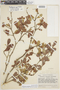 Buchenavia tetraphylla (Aubl.) R. A. Howard, VENEZUELA, F