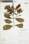 Combretum fruticosum (Loefl.) Stuntz, BOLIVIA, F