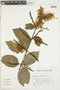 Combretum fruticosum (Loefl.) Stuntz, ARGENTINA, F