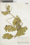 Combretum fruticosum (Loefl.) Stuntz, BOLIVIA, F