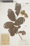 Combretum fruticosum (Loefl.) Stuntz, COLOMBIA, F