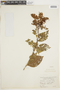 Combretum fruticosum (Loefl.) Stuntz, PARAGUAY, F