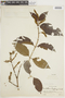 Combretum fruticosum (Loefl.) Stuntz, PERU, F