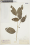 Combretum fruticosum (Loefl.) Stuntz, PERU, F