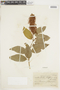 Combretum fruticosum (Loefl.) Stuntz, BRAZIL, F