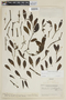 Phoradendron semivenosum Rizzini, VENEZUELA, F