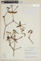Phoradendron strongyloclados Eichler, BRAZIL, F