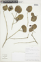 Psittacanthus cordatus (Hoffmanns. ex Schult. f.) Blume, PERU, F