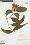 Psittacanthus cucullaris (Lam.) Blume, PERU, F