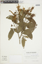 Psittacanthus cucullaris (Lam.) Blume, ECUADOR, F
