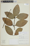 Psittacanthus lamprophyllus Eichler, PERU, F