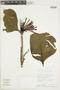 Psittacanthus truncatus Kuijt, ECUADOR, F