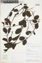 Struthanthus orbicularis (Kunth) Blume, PERU, F