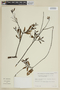 Struthanthus uraguensis G. Don, BRAZIL, F